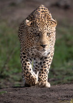 Leopard-Augenhoehe-1200pix-2405.jpg