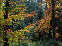 Herbstlaubiges.jpg