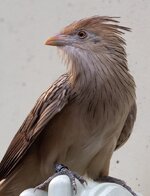 P_KH4511a.jpg