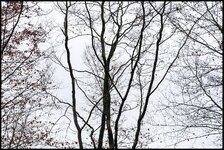 DSC00477RzR_Forum.jpg