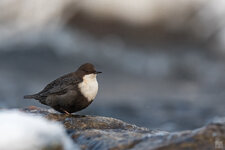 2021-11-14-FI-Muonio-Wasseramsel-3-1200.jpg