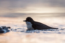 2021-11-19-FI-Muonio-Wasseramsel-9-1200.jpg