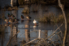 DSC_1325.jpg DSC_1325.jpg