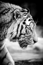 Tiger_sw.jpg