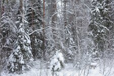 winterwald.JPG4.jpg
