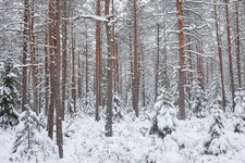 winterwald.JPG5.jpg