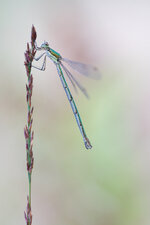 Lestes virens.jpg