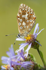 Silbergrüner Bläuling (Polyommatus coridon)_Q22A6058.jpg