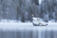 2021-11-14-FI-Muonio-Singschwan-1-1200.jpg