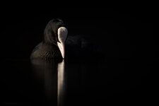 5G9A0180.jpg 5G9A0180.jpg