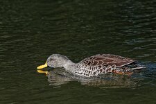 Unknown I.jpg Unknown I.jpg