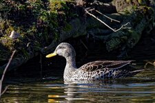 Unknown II.jpg Unknown II.jpg