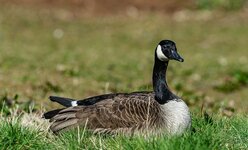 _D3S0271 Kopie!.jpg _D3S0271 Kopie!.jpg