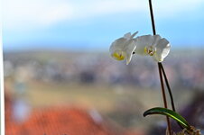 Z6L_0157.JPG