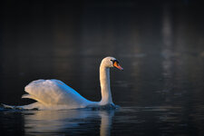 Forum-2217.jpg Forum-2217.jpg