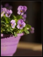 Lila_Morgen.jpg Lila_Morgen.jpg