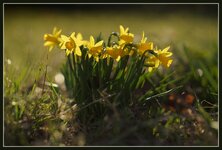 Kleine_Narzissen.jpg Kleine_Narzissen.jpg