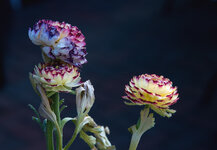 blüte .jpg