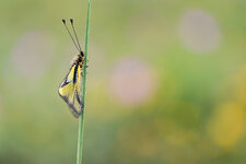 20210619-20210608-IMG_2759 ZS13 1-160 f28 100 100-b.jpg