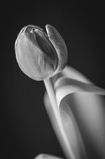 Tulpe    Black-White!.jpg