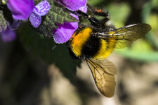 Hummel mit Blüte-5083.jpg