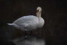 DSC_9886-Bearbeitet.jpg DSC_9886-Bearbeitet.jpg