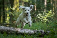 Goldendoodle Manolo-18.jpg