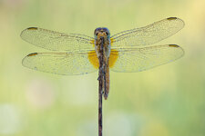 20220212-20200707-IMG_2671 ZS15 1-15 f8u13 160 180-b.jpg