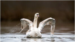 NZ9_0804+kl.jpg NZ9_0804+kl.jpg