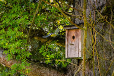Blaumeise-im-Flug-NikonZ50.jpg