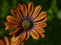 Orange Blume-5970.jpg