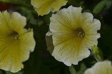 Gelbe Blume-5968.jpg