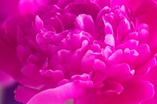 IMGP2659c (Custom).jpg