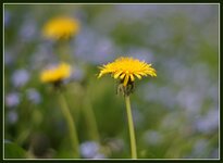 Löwenzahnblüten.jpg