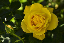 Rose-5974.jpg