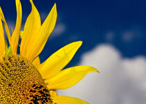 sonnenblume klein.jpg