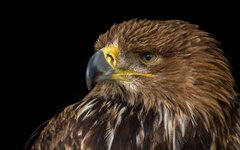 comp_mfIMG_0191-2_nb.jpg comp_mfIMG_0191-2_nb.jpg