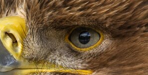 comp_mfIMG_0191-2_nb_100pro.jpg comp_mfIMG_0191-2_nb_100pro.jpg