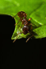 2022_05_22 Waldknotenameise (Myrmica ruginodis) (2).jpg