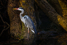 DSC_2253-Bearbeitet.jpg DSC_2253-Bearbeitet.jpg