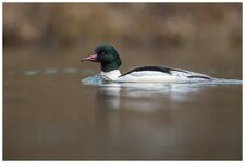 Gänsesäger 20.2.2022-2.jpg