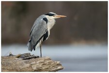 Reiher 20.2.2022-3.jpg