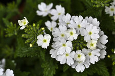 Weiße Blume-6107.jpg