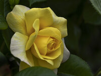 Rose-6046.jpg
