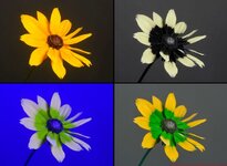 UV Camera SYstem Rudbeckiah_160a_c.jpg