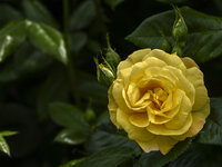 Rose-6040.jpg