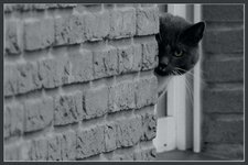 catzeye.jpg