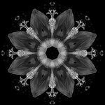 DSCN2644 mandala.jpg