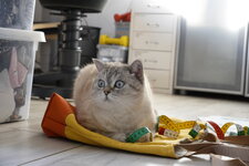 _DSC0502-Felix2.JPG