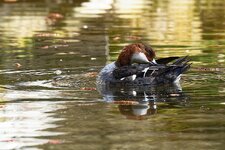 Zwergsägerin II.jpg